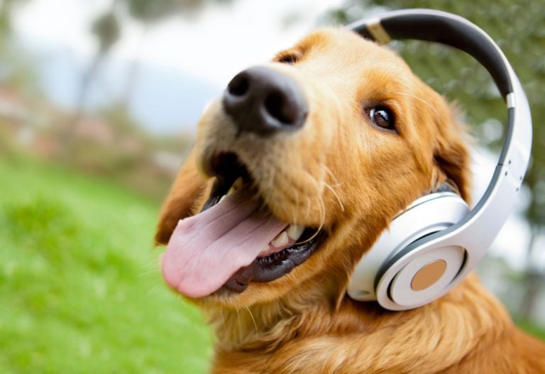 Música para cachorro: uma espécie de terapia para deixar os pets mais relaxados