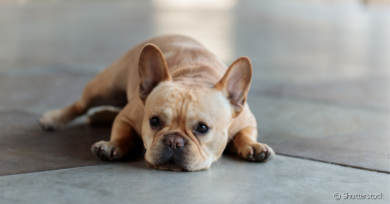 Pancreatite em cachorro é uma doença grave, mas tem cura e tratamento.