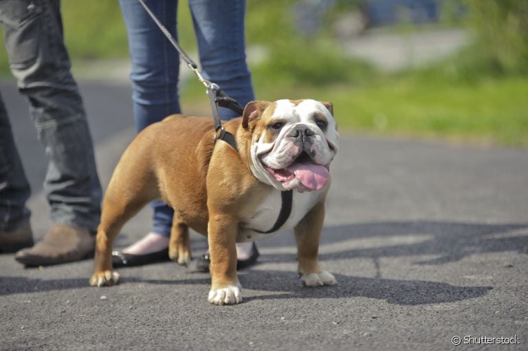 Passear com cachorro também depende da rotina alimentar do seu cãozinho. Entenda o por quê