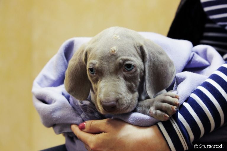 Piodermite: cachorro precisa de auxílio de profissional para combater a doença