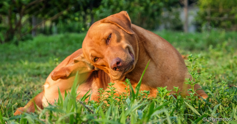  A piodermite canina é uma doença de pele mais comum do que se imagina