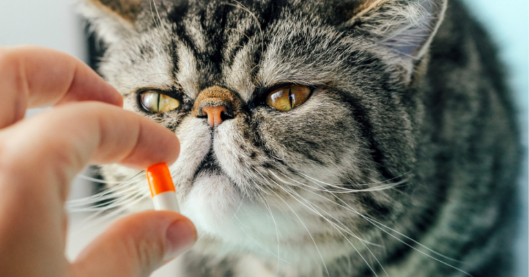 Na hora de dar comprimido para gatos, existem algumas técnicas que podem ajudar