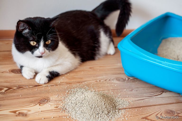 A farinha de mandioca na areia do gato pode desencadear problemas respiratórios nos animais