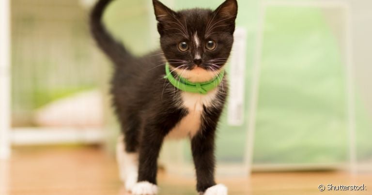 Aprenda de vez como tirar pulga de gato filhote e adulto