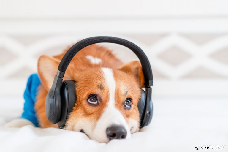 Música para acalmar cachorro ajuda em situações de ansiedade ou medo, como durante uma queima de fogos