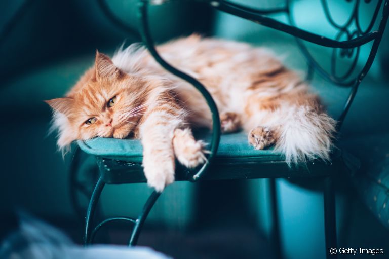 Os vermes em gatos são mais comuns do que se imagina e podem trazer prejuízos para a saúde do pet