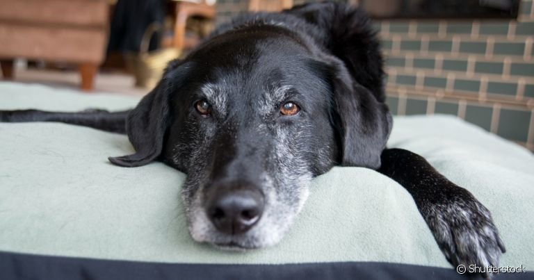 A idade do cachorro mais velho do mundo pode deixar todos surpreendidos