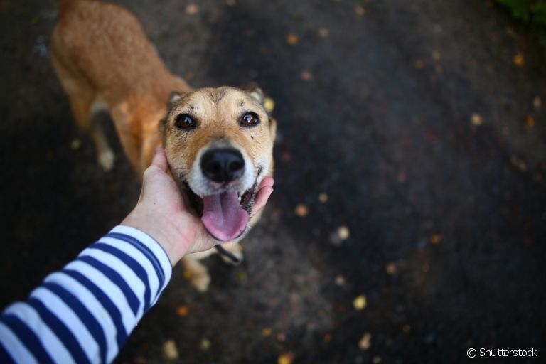  Adotar cachorro é um ato de amor que requer cuidados essenciais 