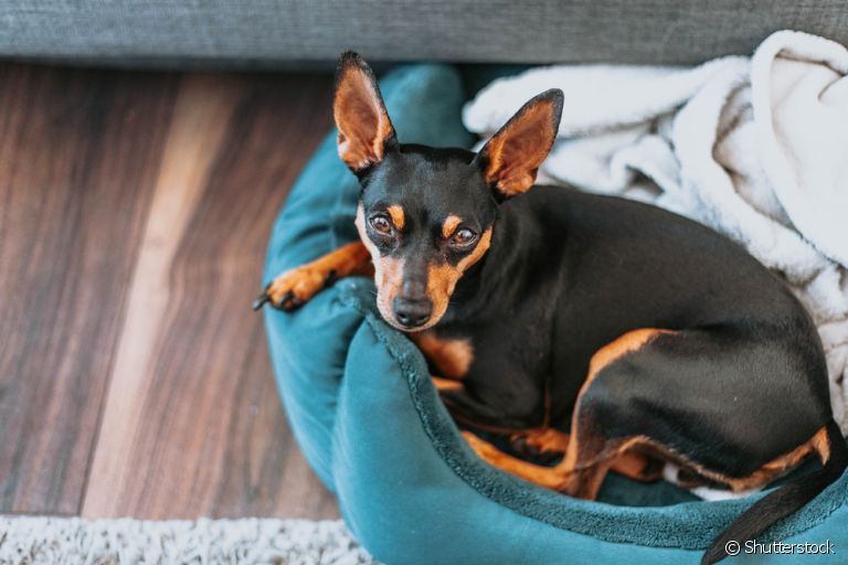 O Pinscher é um cachorro pequeno, destemido e com características únicas