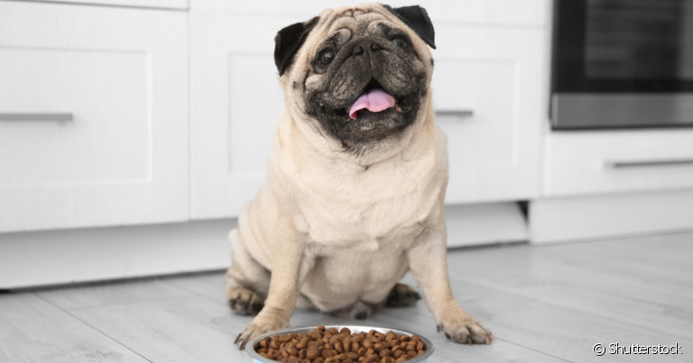 A ração light para cães é ótima opção para animais que estão no peso ideal ou um pouquinho acima do peso
