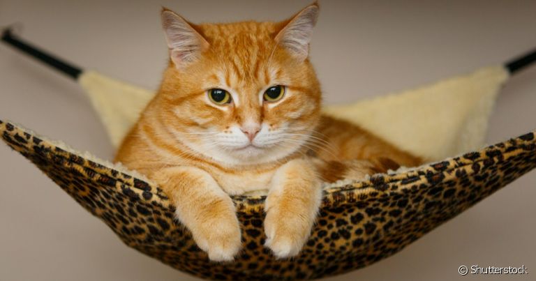 A rede para gatos é um ótimo espacinho para o seu pet descansar!