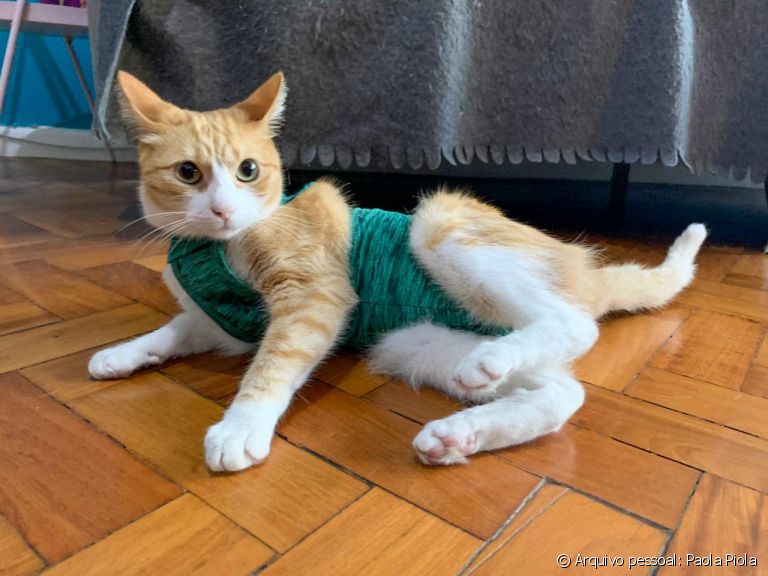 A roupa para gato castrado é uma das opções mais indicadas para o pós-operatório