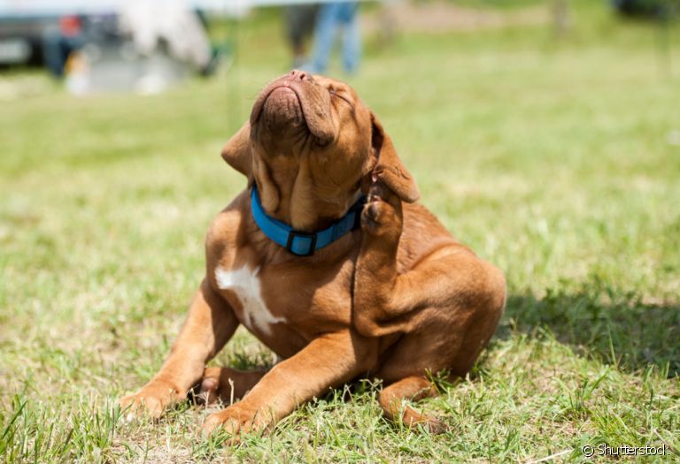 A sarna em cachorro muitas vezes causa coceira, mas é algo que vai depender do tipo da doença