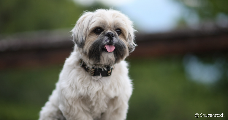 A tosa higiênica para cachorro é recomendada para cães bem peludinhos, como o Shih Tzu!