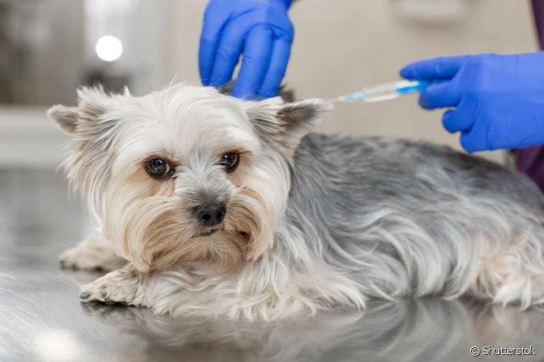 A vacina contra raiva é fundamental na prevenção de uma das doenças mais graves que podem afetar os cães