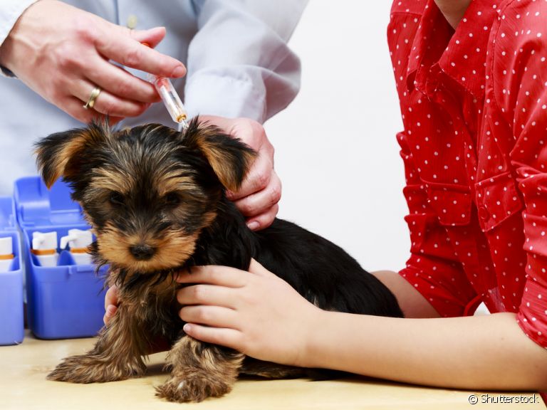 A vacina para cachorro filhote garante uma vida saudável e protegida para o seu pet