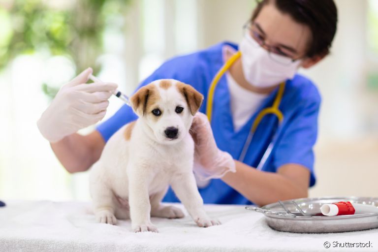 A vacina para cachorro filhote é indispensável para cuidar da saúde do seu pet
