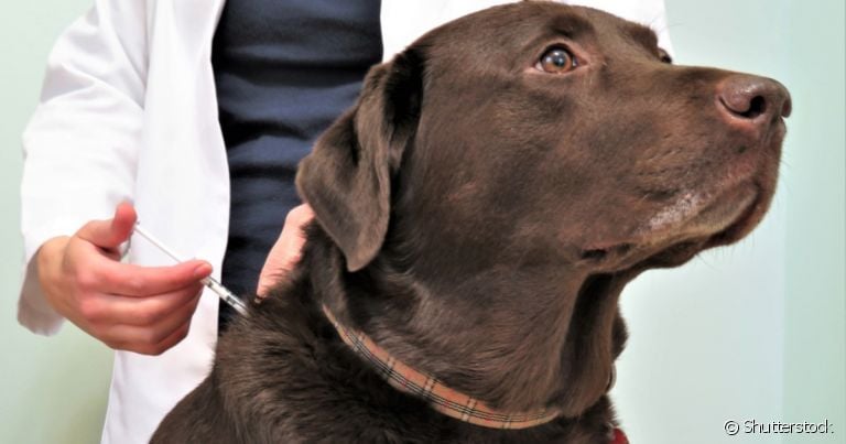 Vacina contra raiva é obrigatória e a única forma de proteger seu cachorro da doença