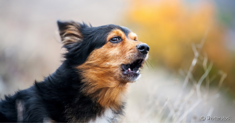 O cachorro latindo pode ter diferentes entonações e representar várias situações