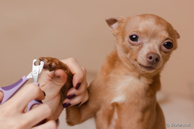 Como cortar unha de cachorro? Dicas importantes podem te ajudar na tarefa e ter o cortador específico é essencial