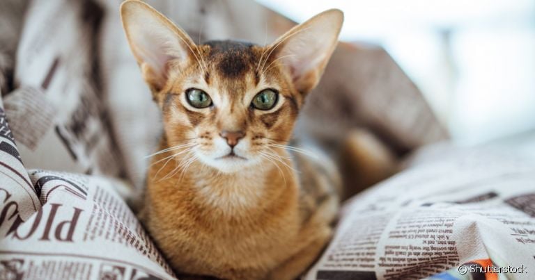 O gato Abissínio é um felino que encanta os lares de muitas famílias