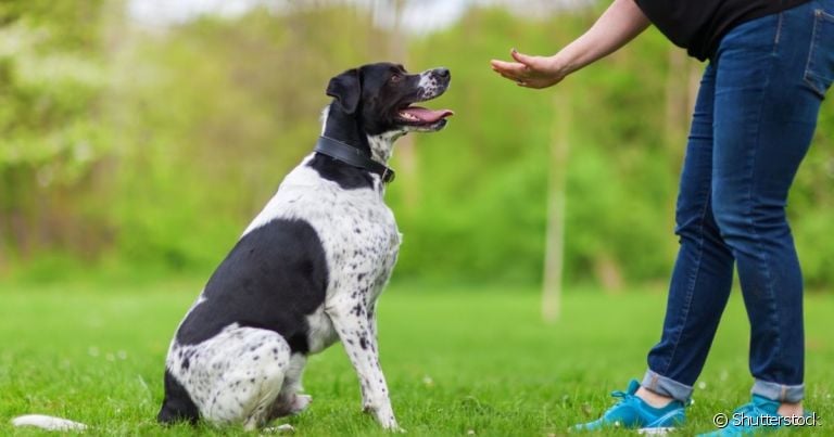 O adestramento de cães é essencial para pets que apresentam alguns sinais específicos no seu comportamento