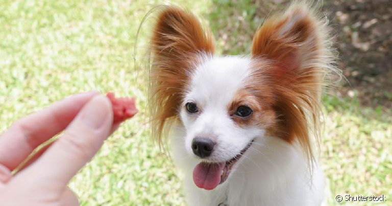 O bifinho para cachorro faz sucesso entre os cães, mas deve ser oferecido em poucas quantidades