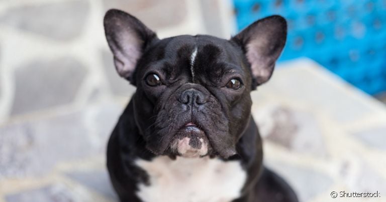 O Bulldog Francês é um companheiro para todas as horas