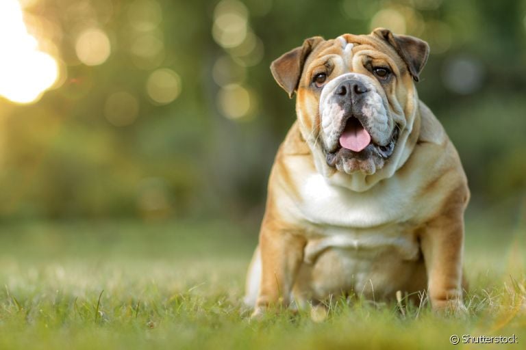 O Bulldog Inglês tem uma aparência única e um jeitinho muito cativante