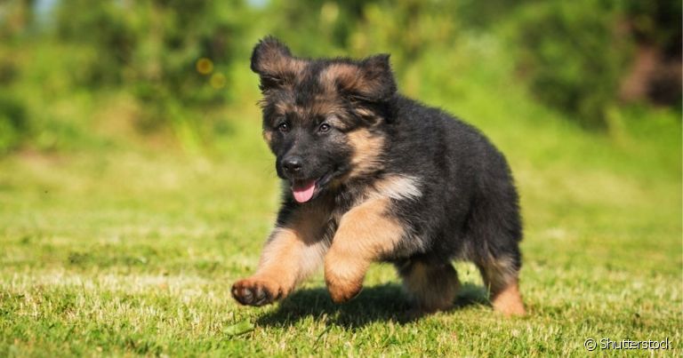 o nanismo em cachorro está relacionado a alterações hormonais e é uma condição muito rara