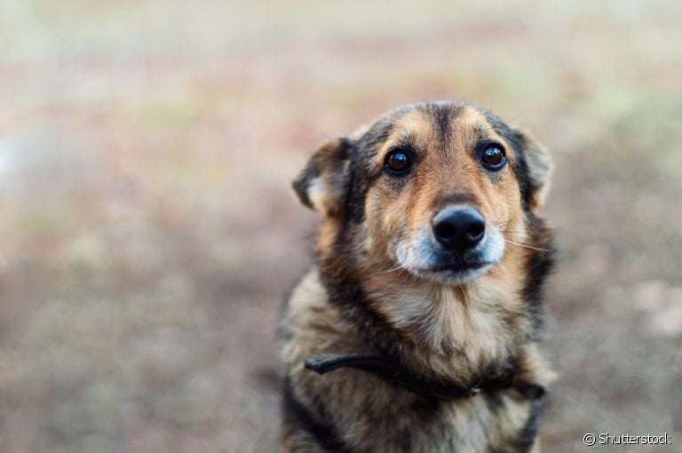 Cachorro de rua pode ficar agressivo com interação e resgate deve ser feito com cuidado