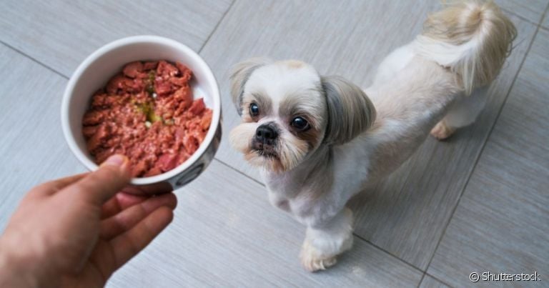 O cachorro pode comer comer carne de porco com algumas condições de preparo