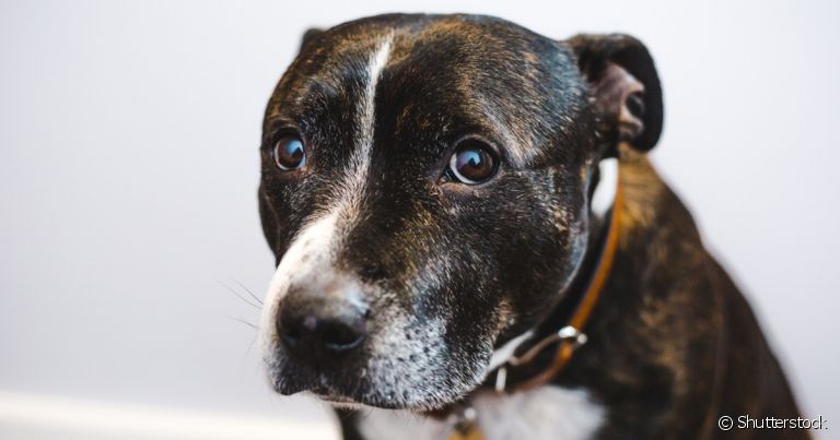 O cachorro triste normalmente pode ser sinal de um problema mais grave, como doenças