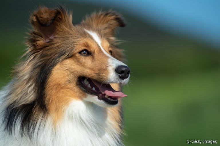 A raça de cachorro Collie tem um jeito tranquilo e convive muito bem com crianças