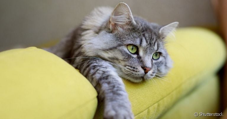 A giárdia em gatos pode ser prevenida com cuidados de higiene