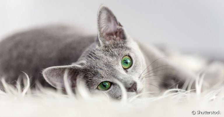 Para saber o sexo de gato, é necessário observar as genitálias do seu pet