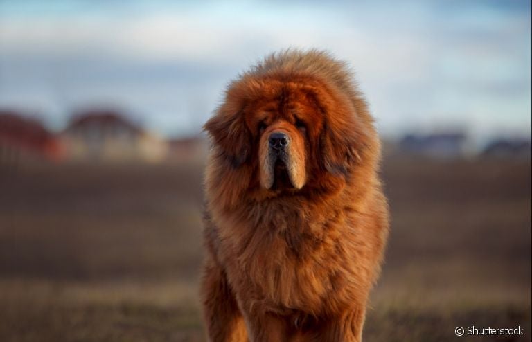 Conheça tudo sobre a personalidade do cachorro gigante Mastim Tibetano