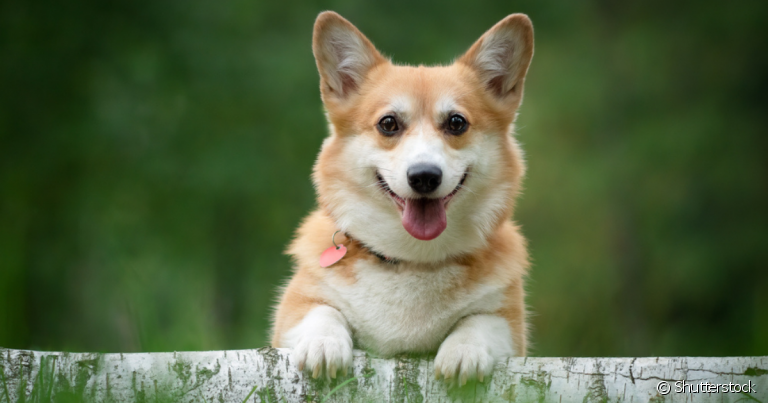 O Corgi é um cãozinho companheiro, amigável e muito obediente