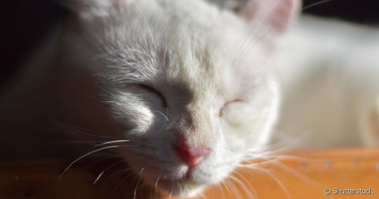  A dermatofitose em gatos é extremamente contagiosa 