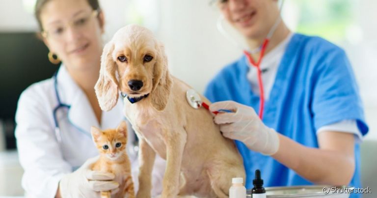 O veterinário pode atuar nas mais diversas áreas de promoção da saúde animal