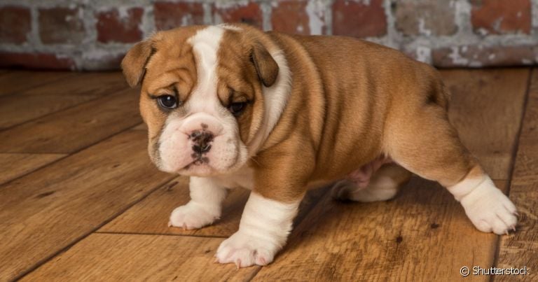 O filhote de Buldogue Inglês encanta a todos com sua aparência fofinha