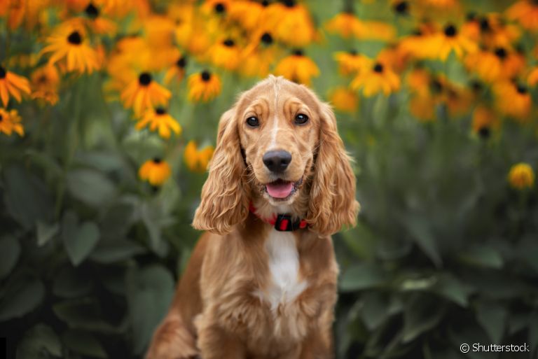 O filhote de Cocker é espirituoso, brincalhão e muito carinhoso