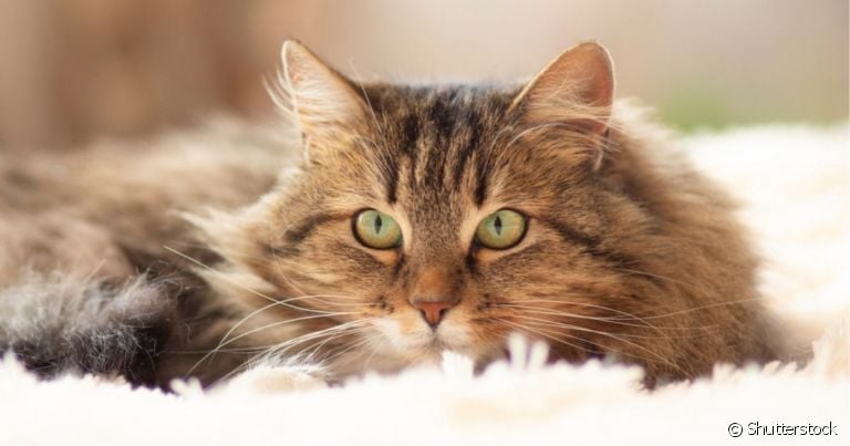 A FIV em gatos é uma doença causada por um retrovírus que precisa de tratamento enquanto o animal viver