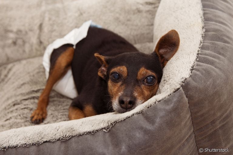 A fralda para cachorro é indicada em situações específicas, como quando o cão é idoso ou possui algum problema de locomoção