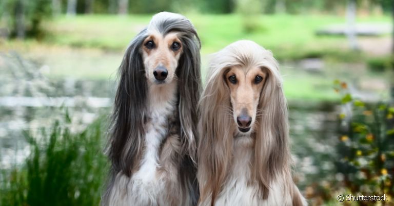 O Galgo Afegão - ou Afghan Hound - chama a atenção com a sua pelagem longa e exuberante