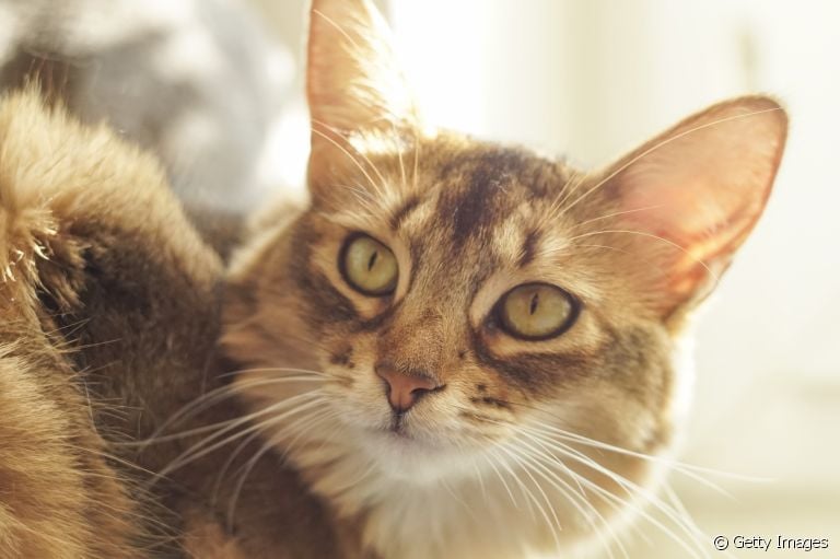 O gato Abissínio tem um jeitinho extremamente cativante e uma aparência peculiar