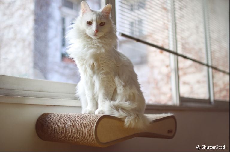 O gato Angorá é famoso por seus pelos longos, orelhas pontudas e porte elegante