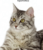 Gato Angorá: veja o infográfico e conheça todas as características da raça gigante