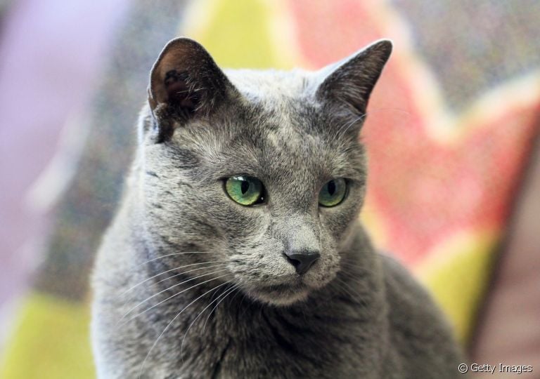  O Azul Russo é uma raça de gato super rara com características físicas peculiares