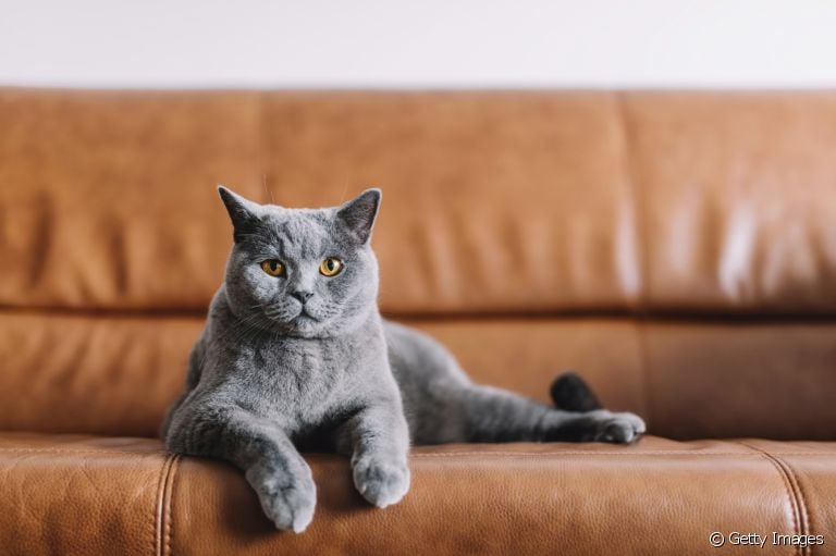Raça de gato cinza: descubra quais são as mais comuns
